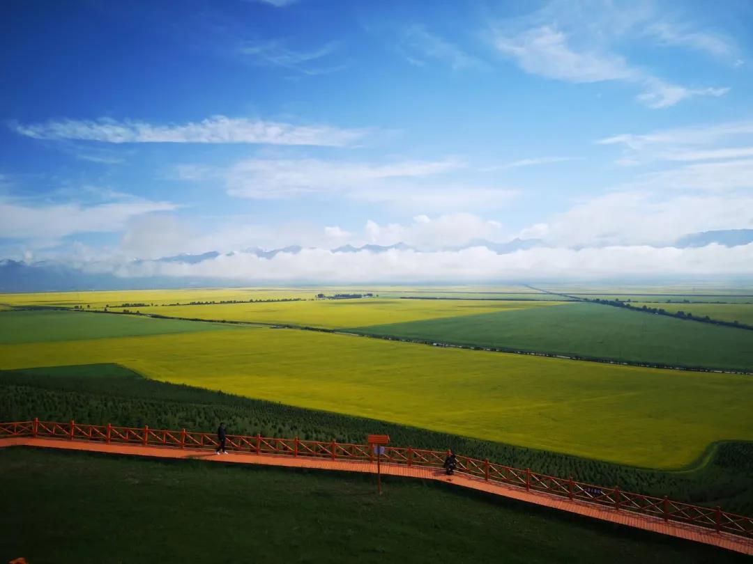 門源油菜花 門源油菜花